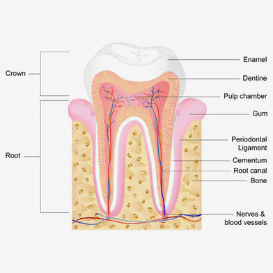 an diagram shows the various components of a healthy tooth